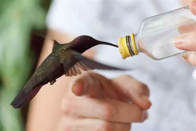 Rocklands Bird Sanctuary, Jamaica