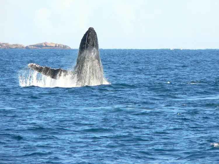 Whale Watching Tours, Augusta