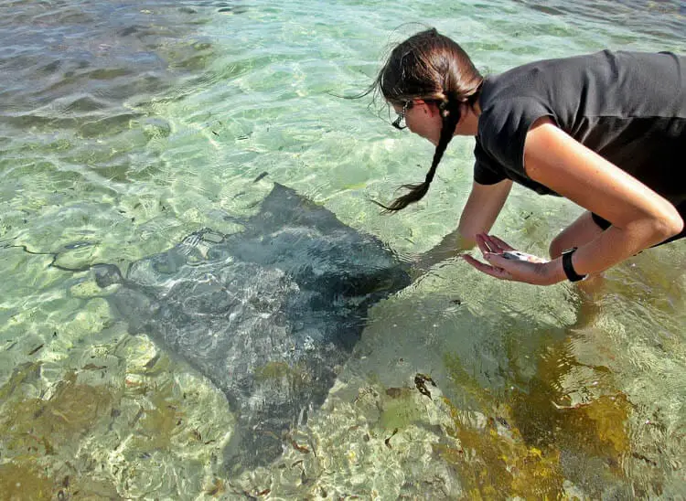 Feed the Stingrays at Hamelin Bay, Western Australia