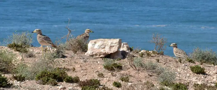 Bird-watching at Souss-Massa National Park