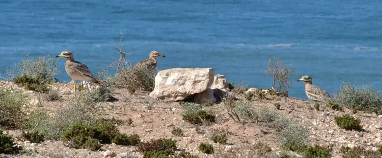 Bird-watching at Souss-Massa National Park