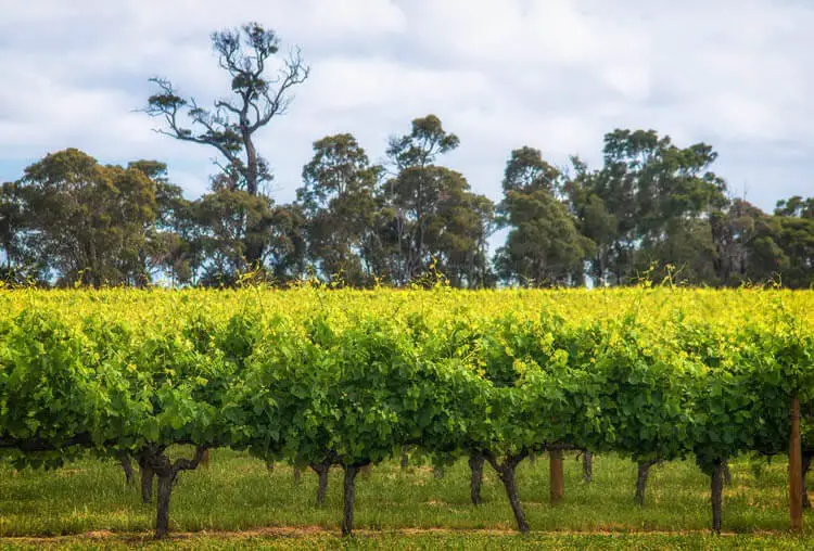 Margaret River Wines