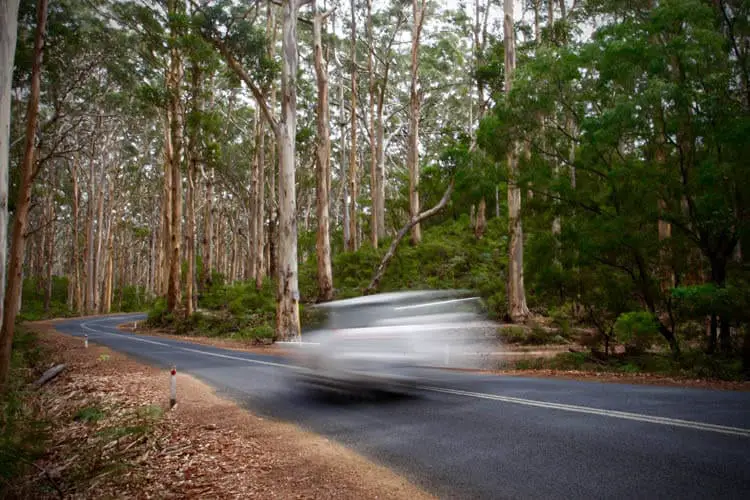 Boranup Karri Forest