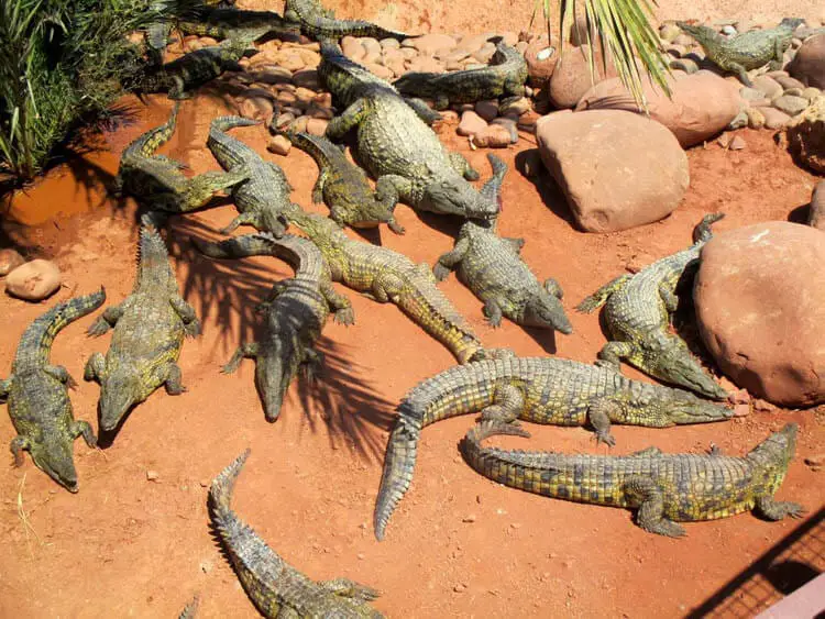 Visit Nile Crocodiles at Crocoparc, Agadir