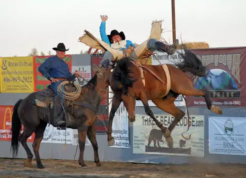 Brace for Excitement At The Local Rodeo