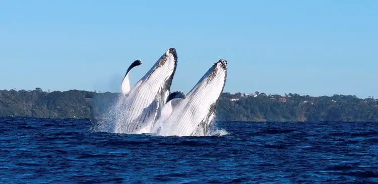 Get Up Close with the World's Biggest Mammal