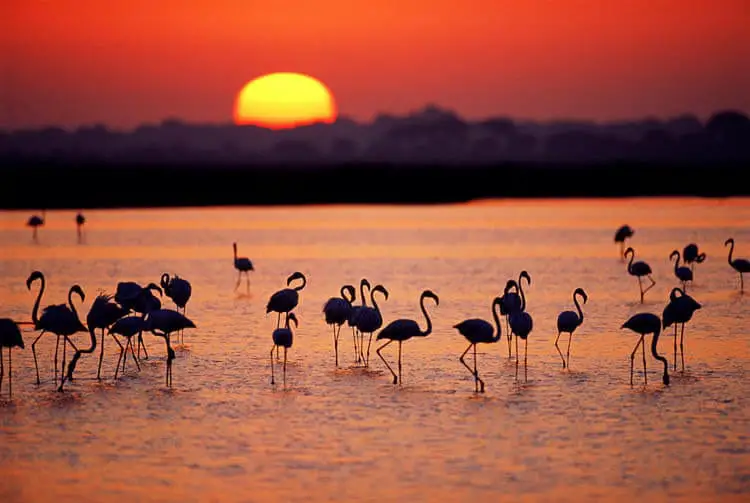 Pink Flamingos, Doñana National Park