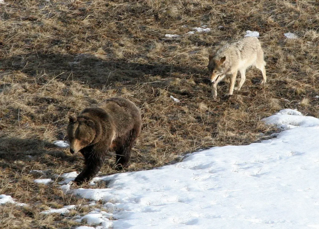 Check out the local bear population 