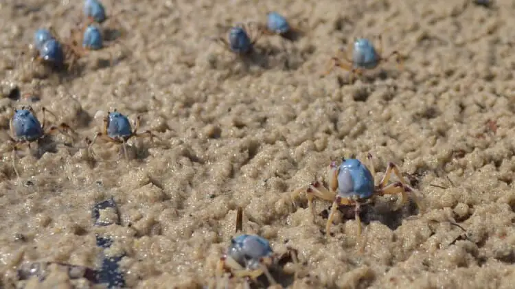 Meet the Soldier Crabs