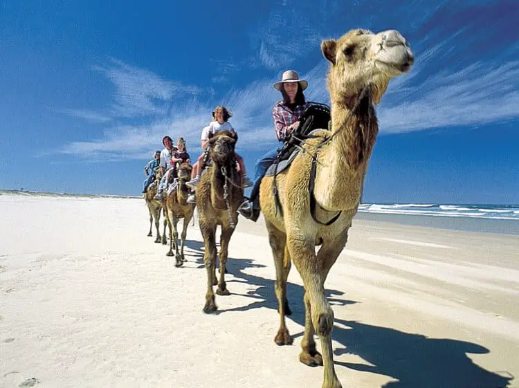 camel safari nelson bay