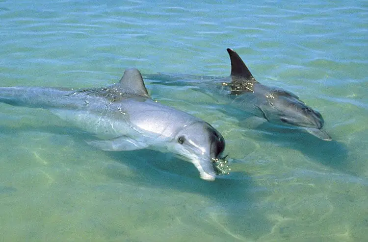 Swim with Dolphins in Port Stephens