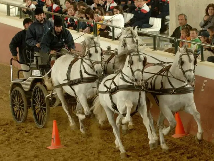 Yeguada de la Cartuja Stud Farm