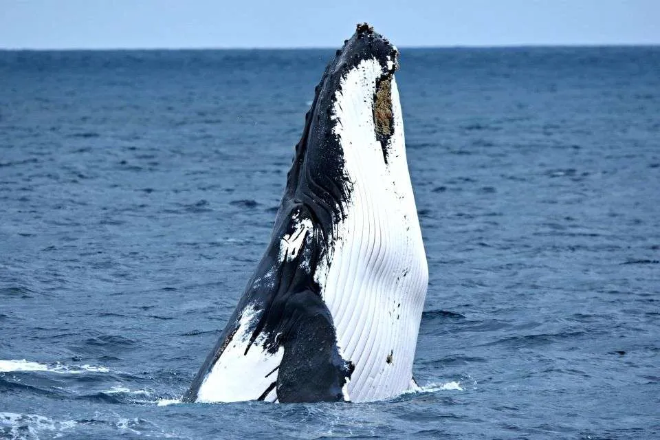 Whale Watching Augusta, Western Australia