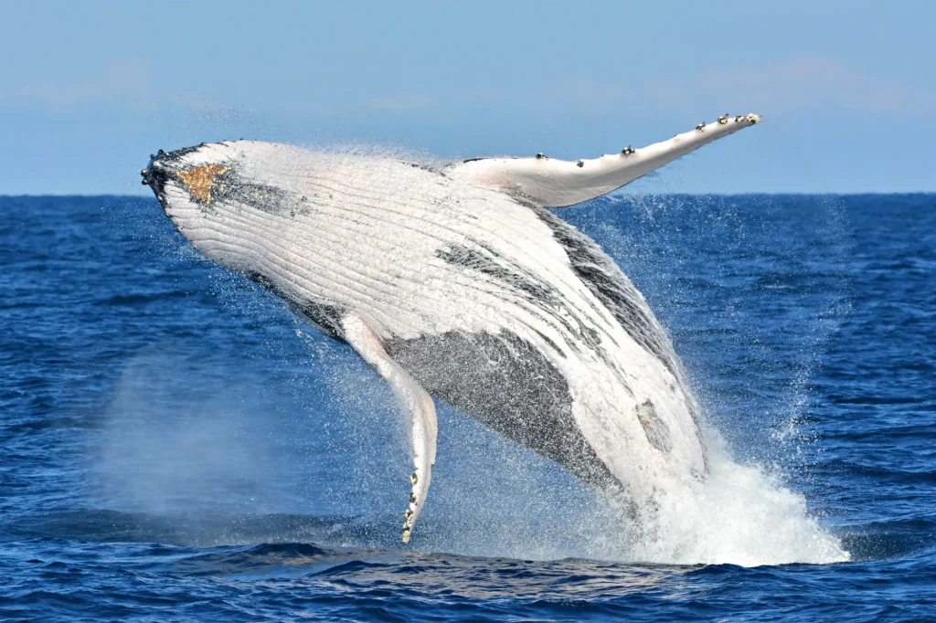 Whale Watching Busselton - Humpback Whale